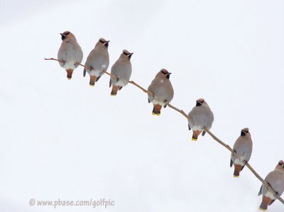 Bohemian Waxwings