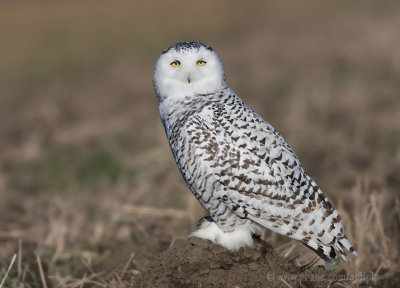 Snowy Owl