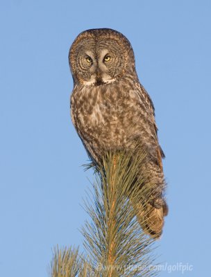 Great Gray Owl