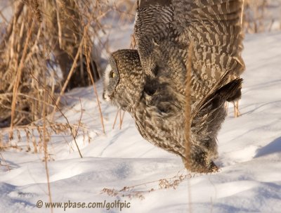 Great Gray Owl unsuccessful hunt