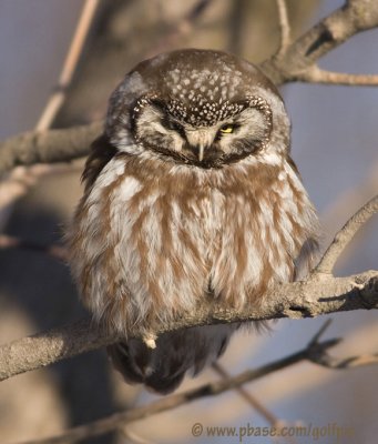 Boreal Owl