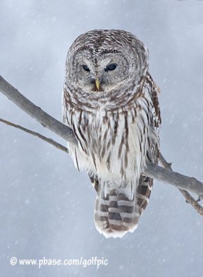 Barred Owl in falling snow