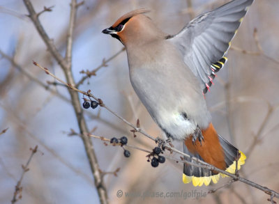 Bohemian Waxwing