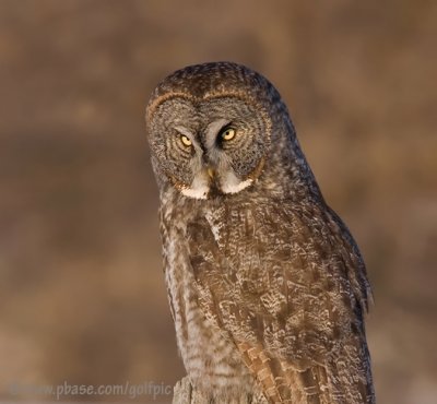 Great Gray Owl