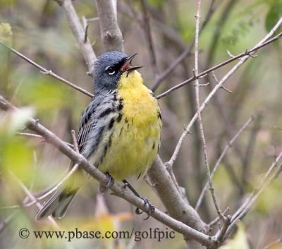 Kirtland's Warbler