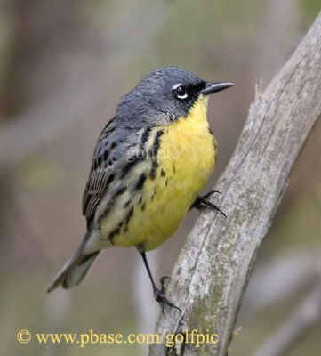 Kirtland's Warbler