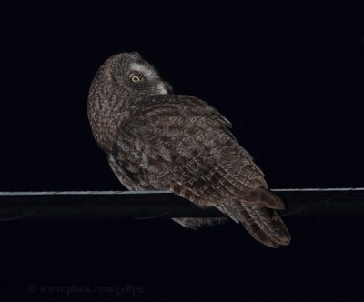 Great Gray Owl