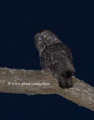 Great Gray Owl