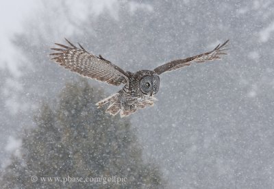 Great Gray Owl in falling snow