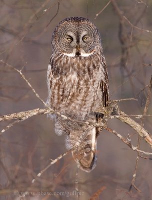 Great Gray Owl