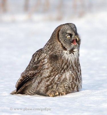 Great Gray Owl