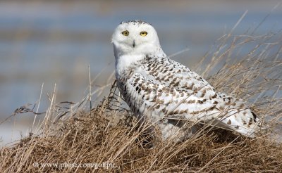 Snowy Owl