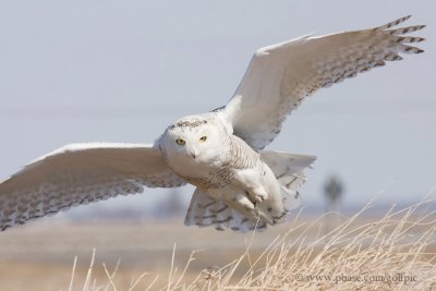 Snowy Owl