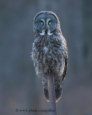 Great Gray Owl at dusk