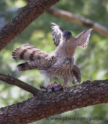 Coopers Hawks mating