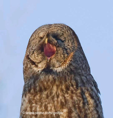 Great Gray Owl