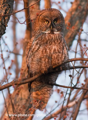 Great Gray Owl at sunset