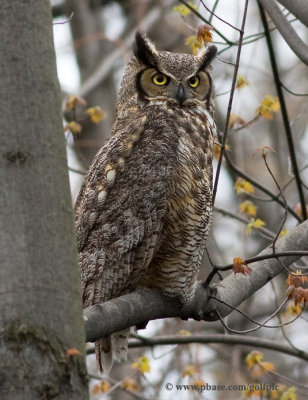 Great Horned Owl