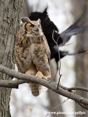 Great Horned Owl under attack