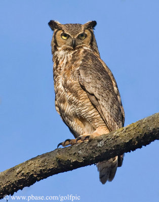 Great Horned Owl