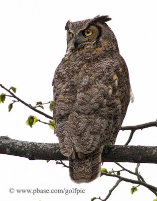 Great Horned Owl