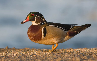 Wood Duck