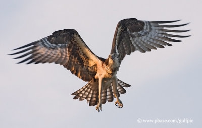 Osprey