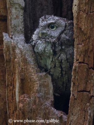 Eastern Screech Owl