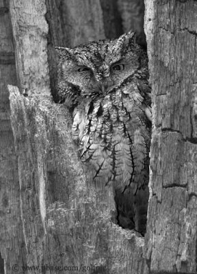 Eastern Screech Owl