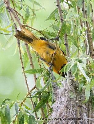 Baltimore Oriole nest