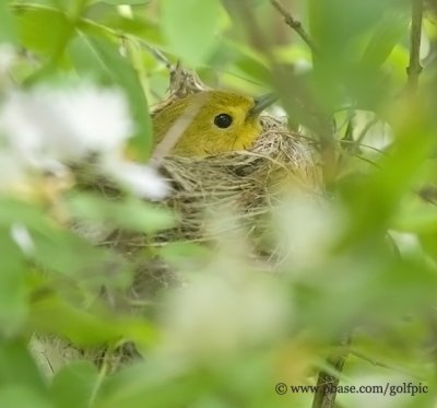 Yellow Warbler nest