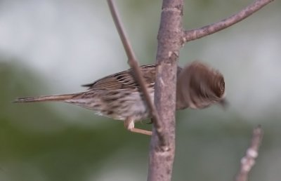 New sparrow discovered