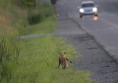 Red Fox and a duck