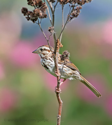 Song Sparrow