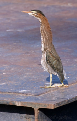 Green Heron