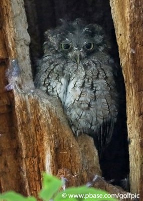 screechowl20099xnpn.jpg