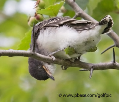 Eastern KIngbird fledgling