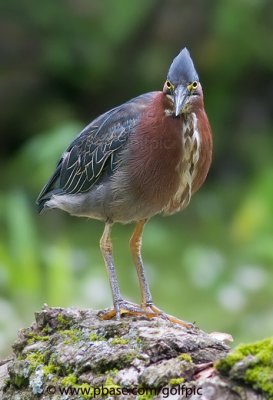 Green Heron