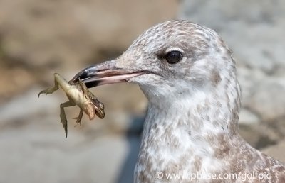 Gull and frog