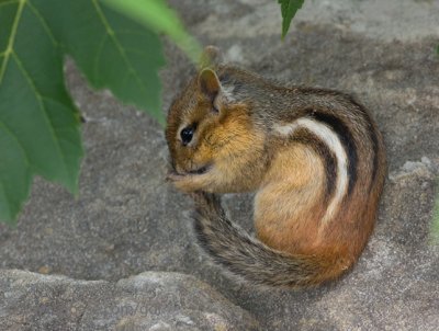 Chipmunk