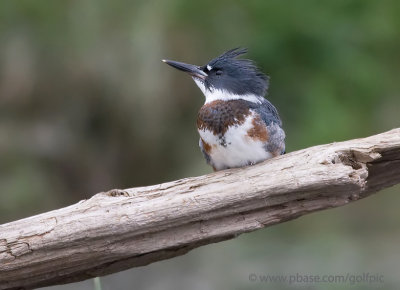 Belted Kingfisher