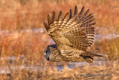 Great Gray Owl flight