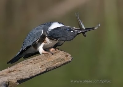 Belted Kingfisher dinner