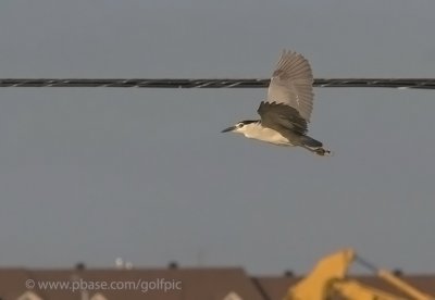 A black-crowned night heron roost