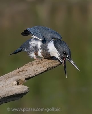 Belted Kingfisher