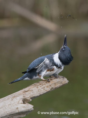 Belted Kingfisher mud toss
