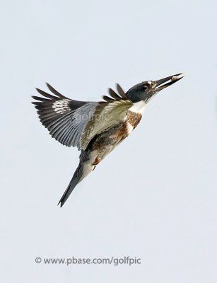 Belted Kingfisher with catch