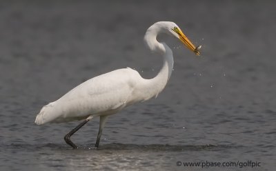Great Egret will need to catch a lot of these