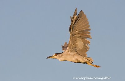 Black-crowned Night Heron flight