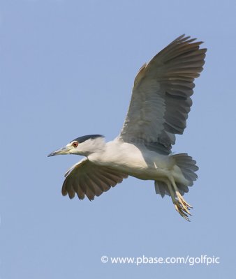 Black-crowned Night Heron